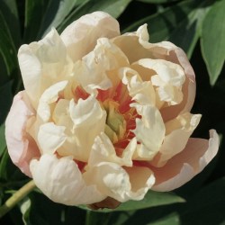 Fruity Flash Peony Showgarden Holland RAISS 19 (1)7